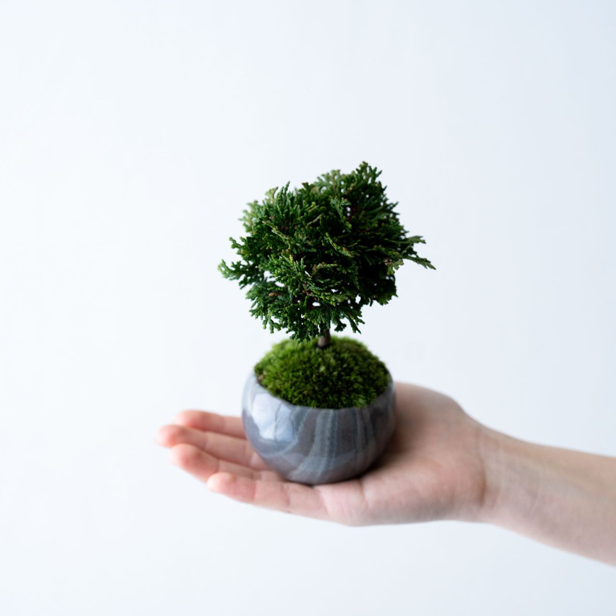 津山ヒノキ｜マーブルのうつわ【受け皿セット】